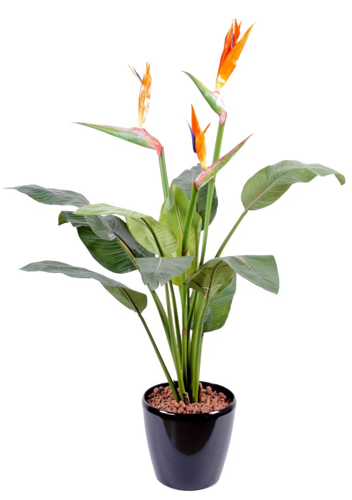 strelitzia 3fl wide