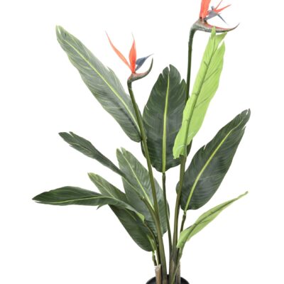 strelitzia 9f 2fl scaled