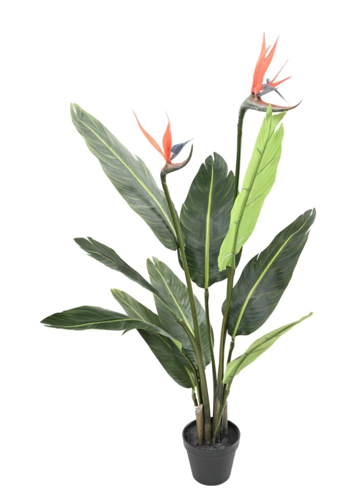 strelitzia 9f 2fl scaled