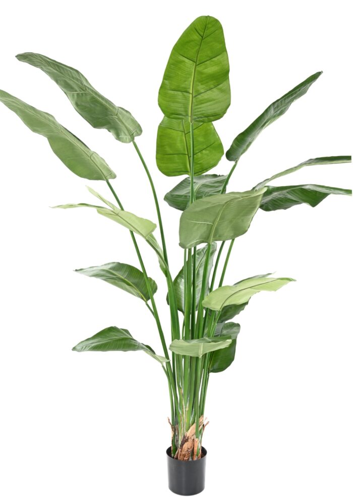 strelitzia nicolai 1 scaled