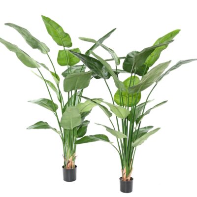 strelitzia nicolai scaled