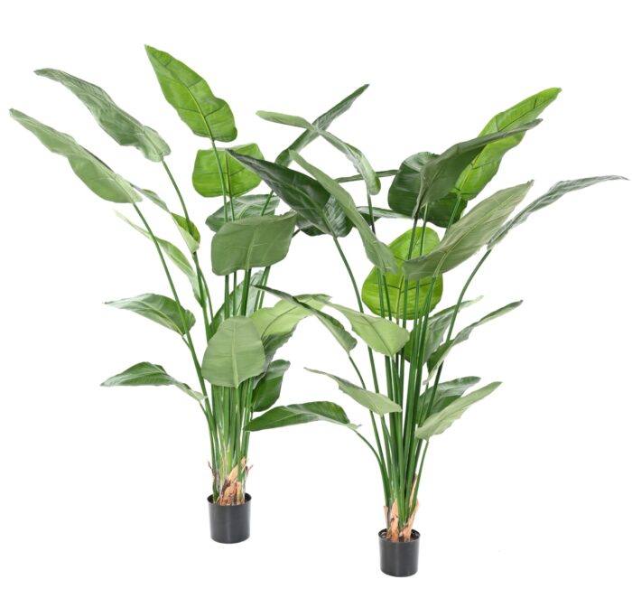 strelitzia nicolai scaled