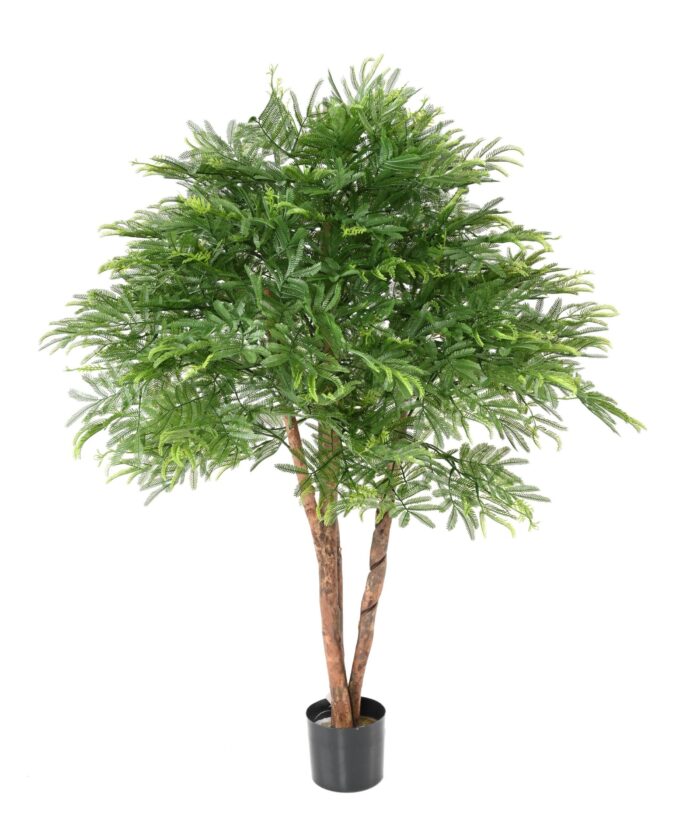 tamarind head mimosa scaled