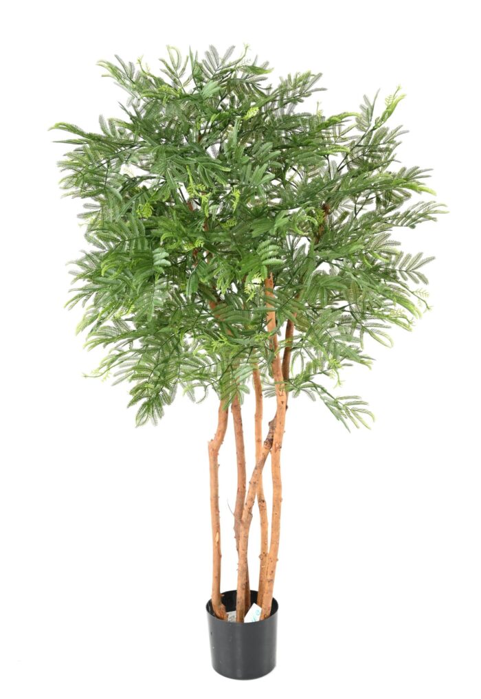 tamarind mimosa scaled