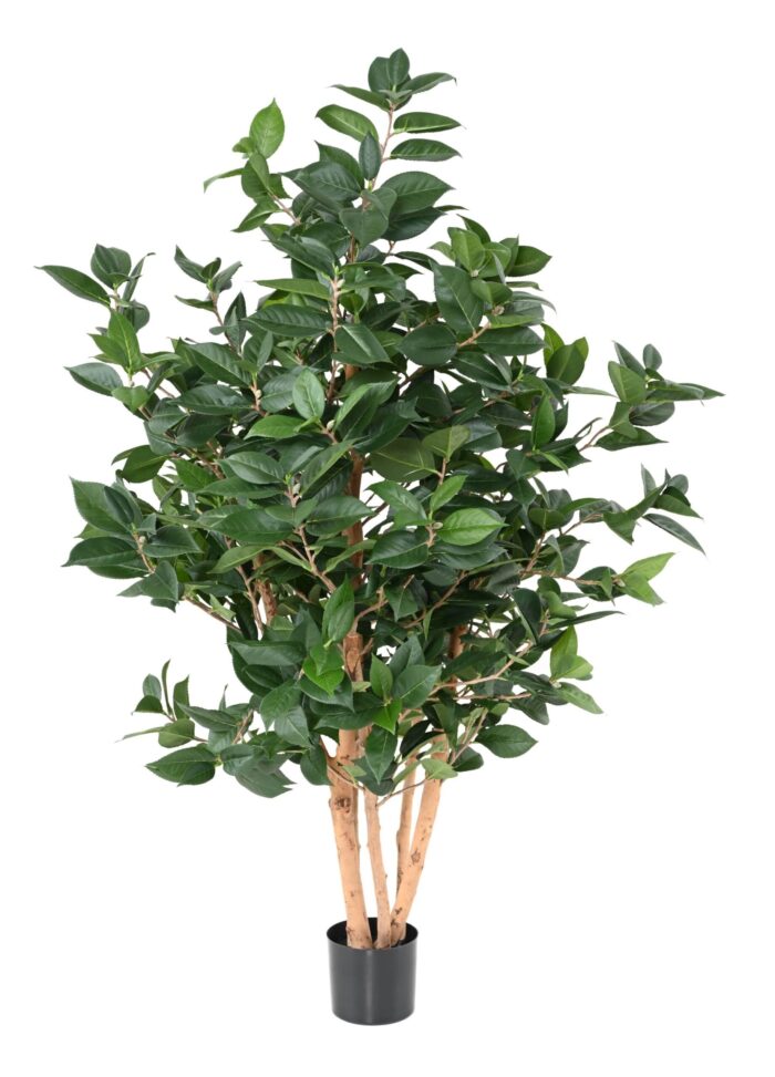 tea tree scaled