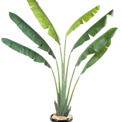 traveler s tree scaled