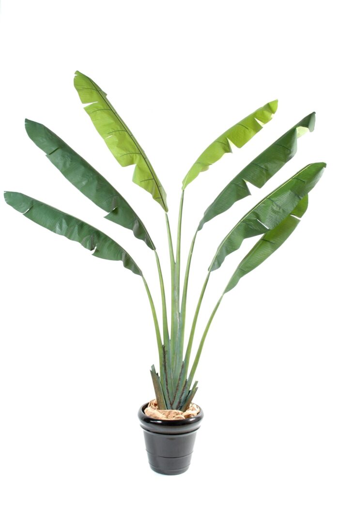 traveler s tree scaled