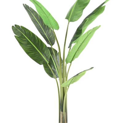 travelers palm tree scaled