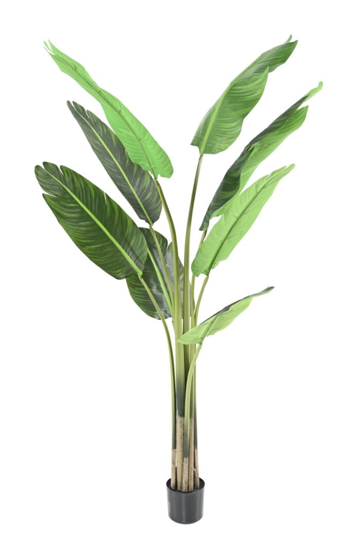 travelers palm tree scaled