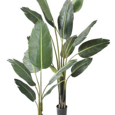 travellers palm tree 1 scaled