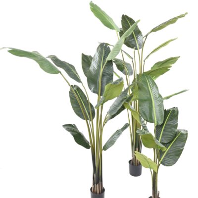 travellers palm tree scaled