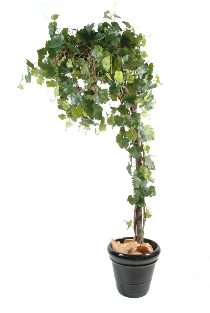 vine round