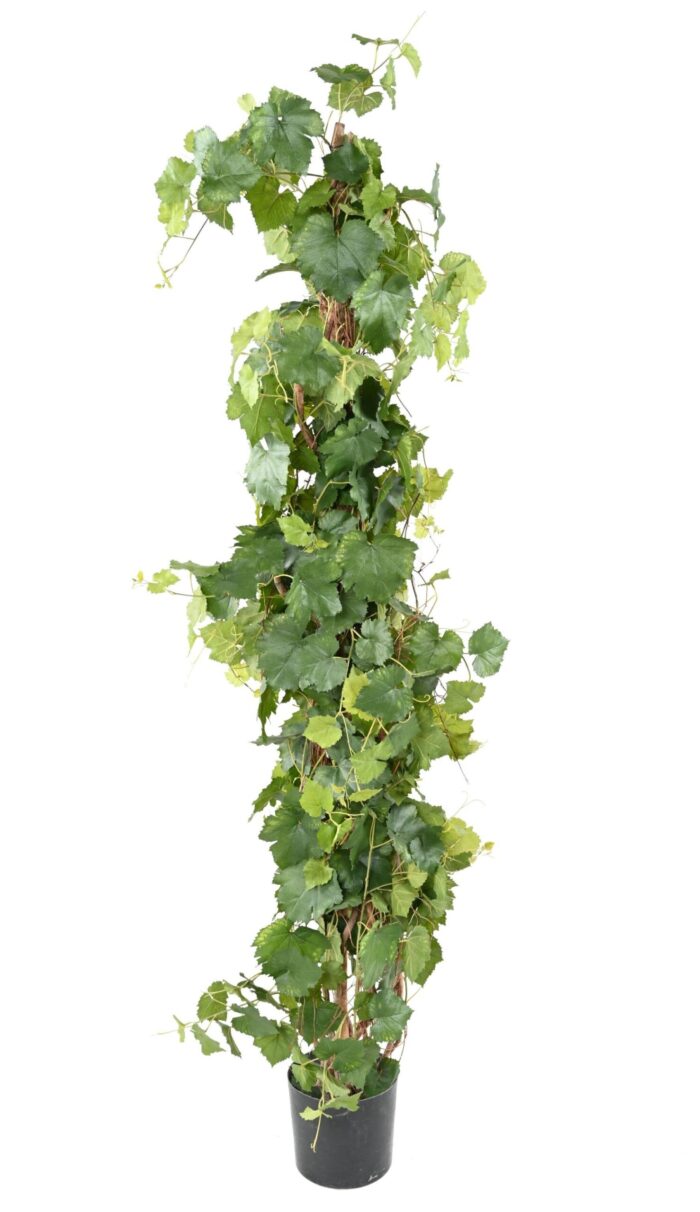 vine tree scaled