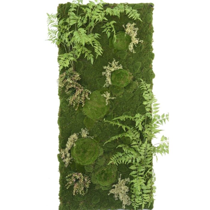 wall vegetal fern moss
