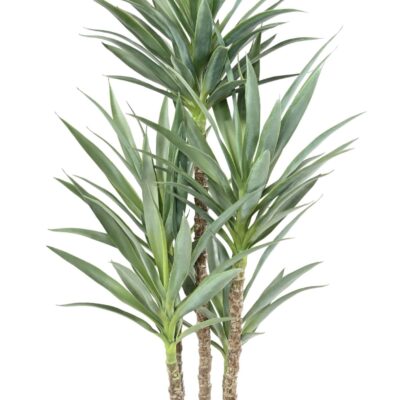 yucca rapier 150 scaled