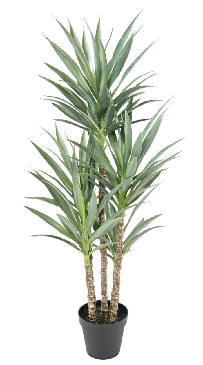 yucca rapier 150 scaled