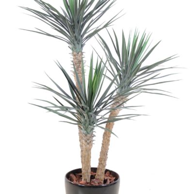 yucca rostrata