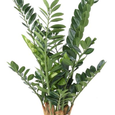 zamia 110 scaled