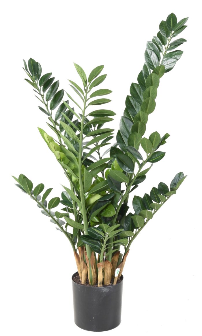 zamia 110 scaled