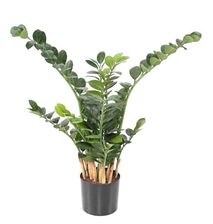 zamia scaled