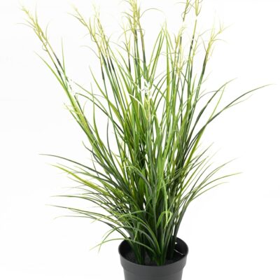 acorus fleuri 85 pot scaled