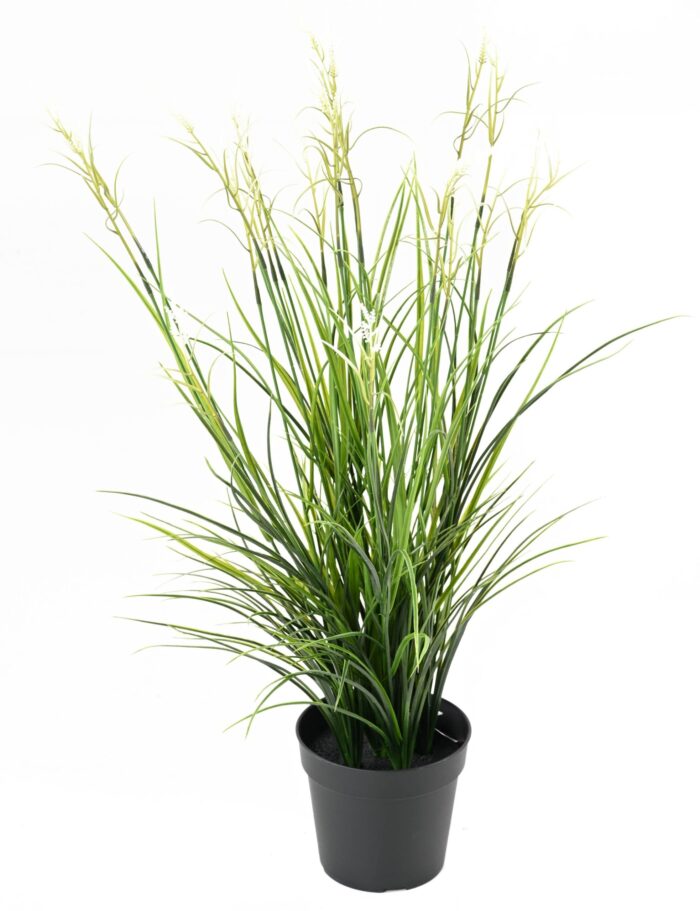 acorus fleuri 85 pot scaled
