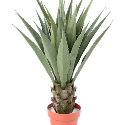 agave 85 scaled