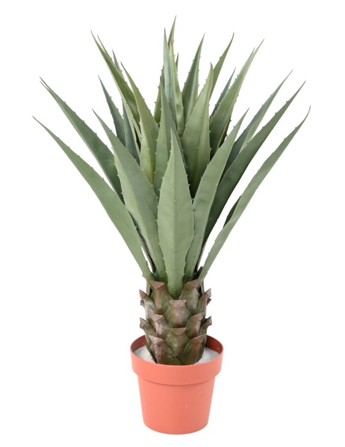 agave 85 scaled