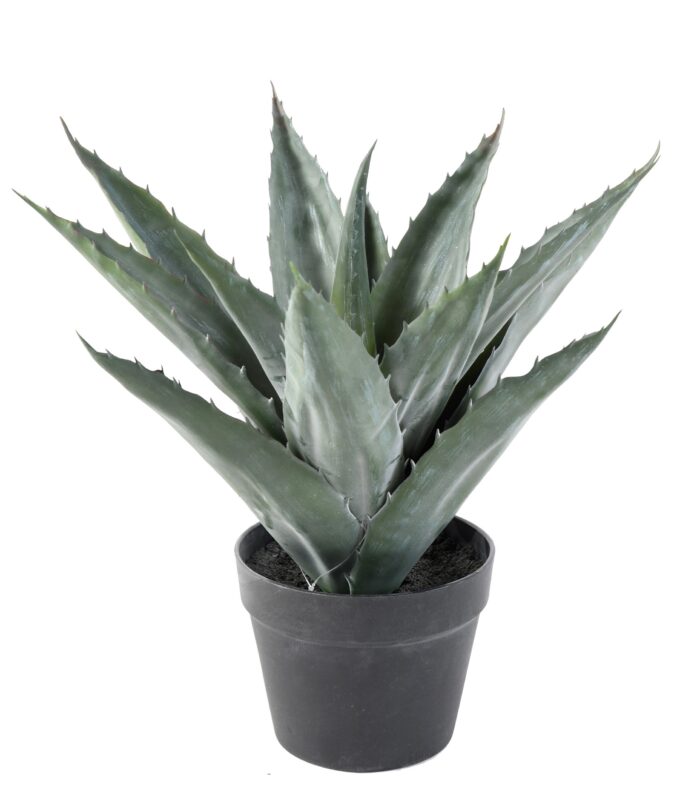agave artificial