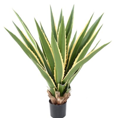 agave furcraea 1