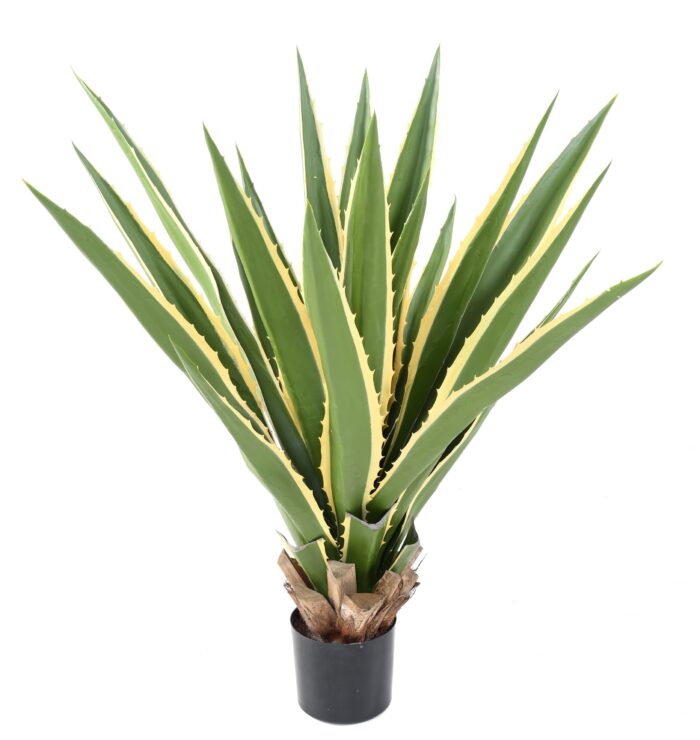 agave furcraea 1