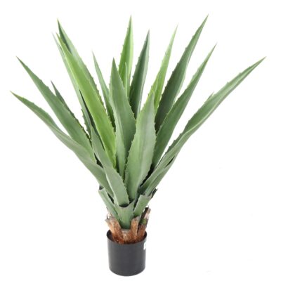 agave furcraea