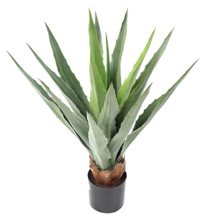 agave furcraea 80 1 scaled
