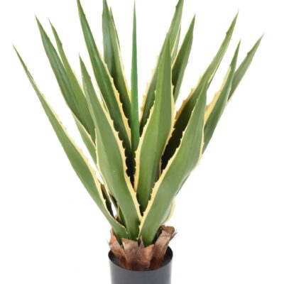 agave furcraea 80 scaled