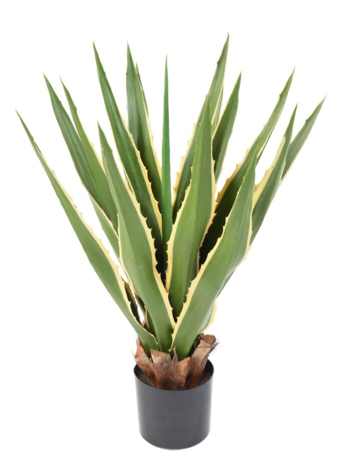 agave furcraea 80 scaled