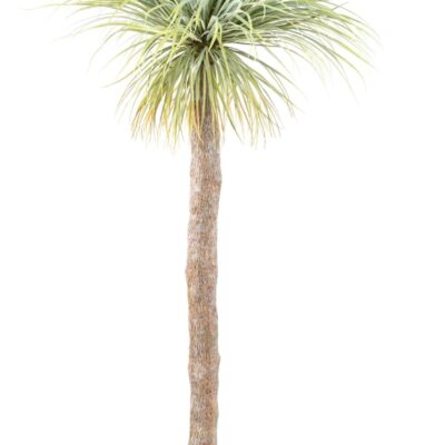 agave geant 220 scaled