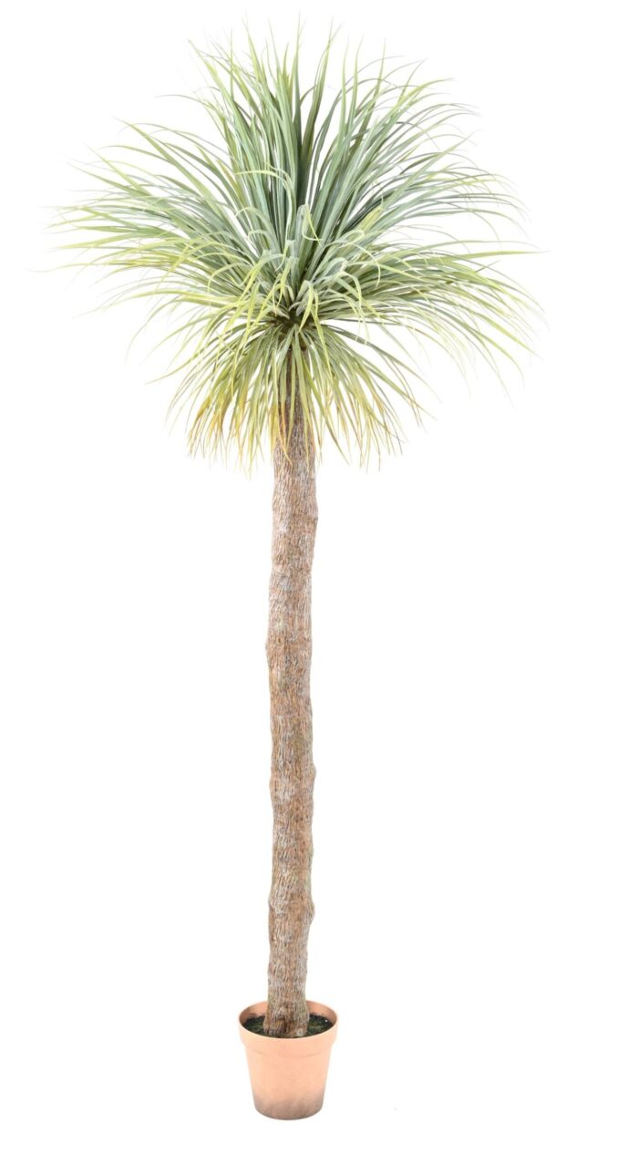 agave geant 220 scaled