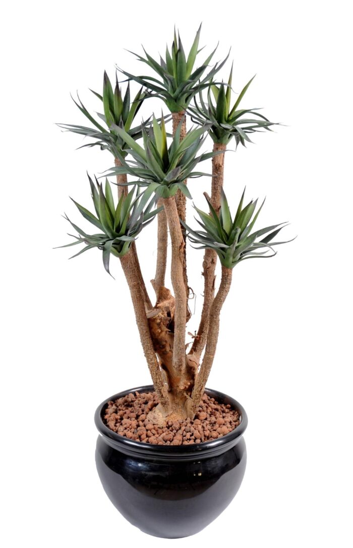 agave7 scaled