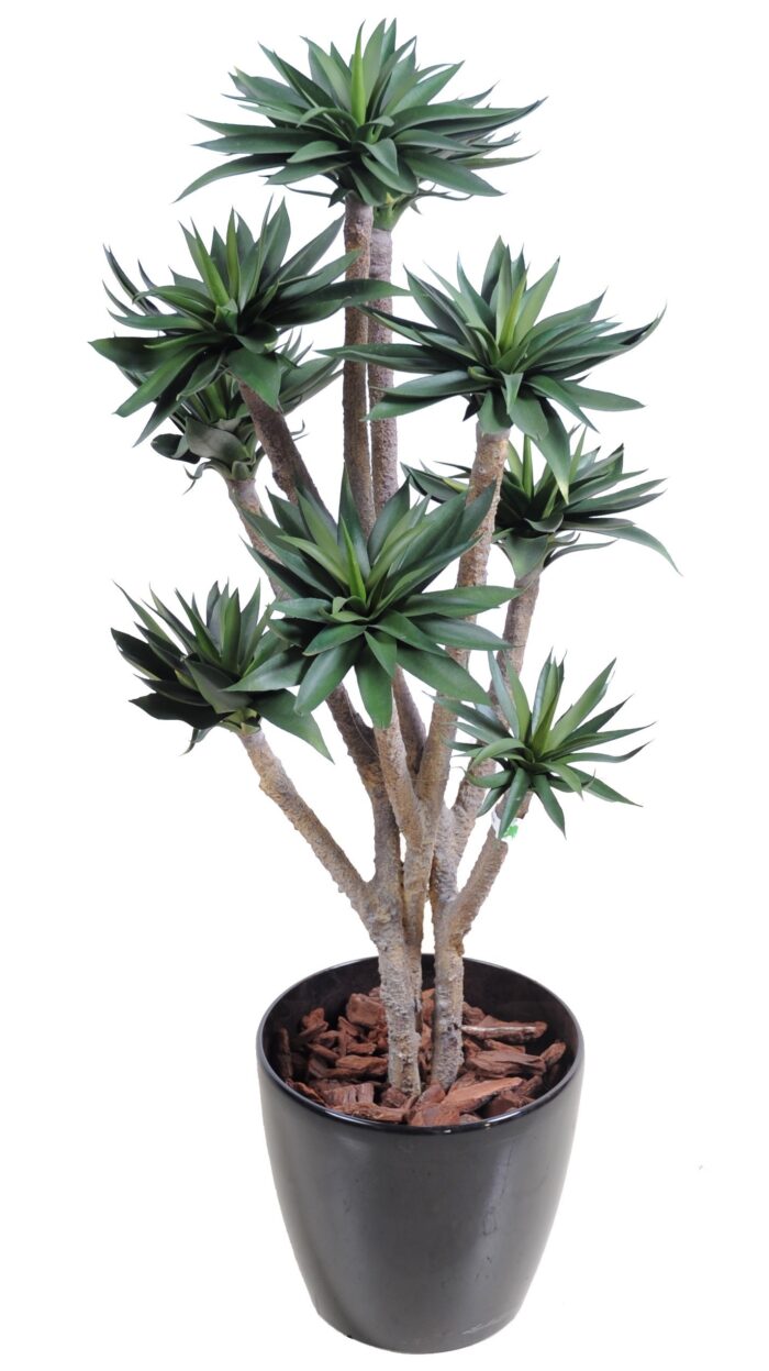 agave9 100 cm