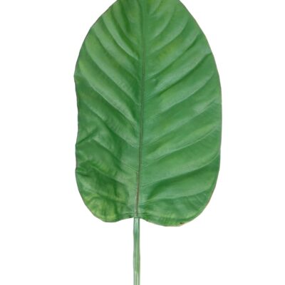 alocasia leaf 100