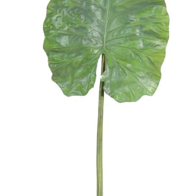 alocasia leaf giant scaled