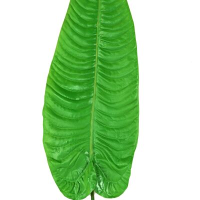 alocasia long leaf scaled