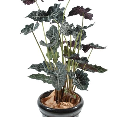 alocasia pot 1 scaled