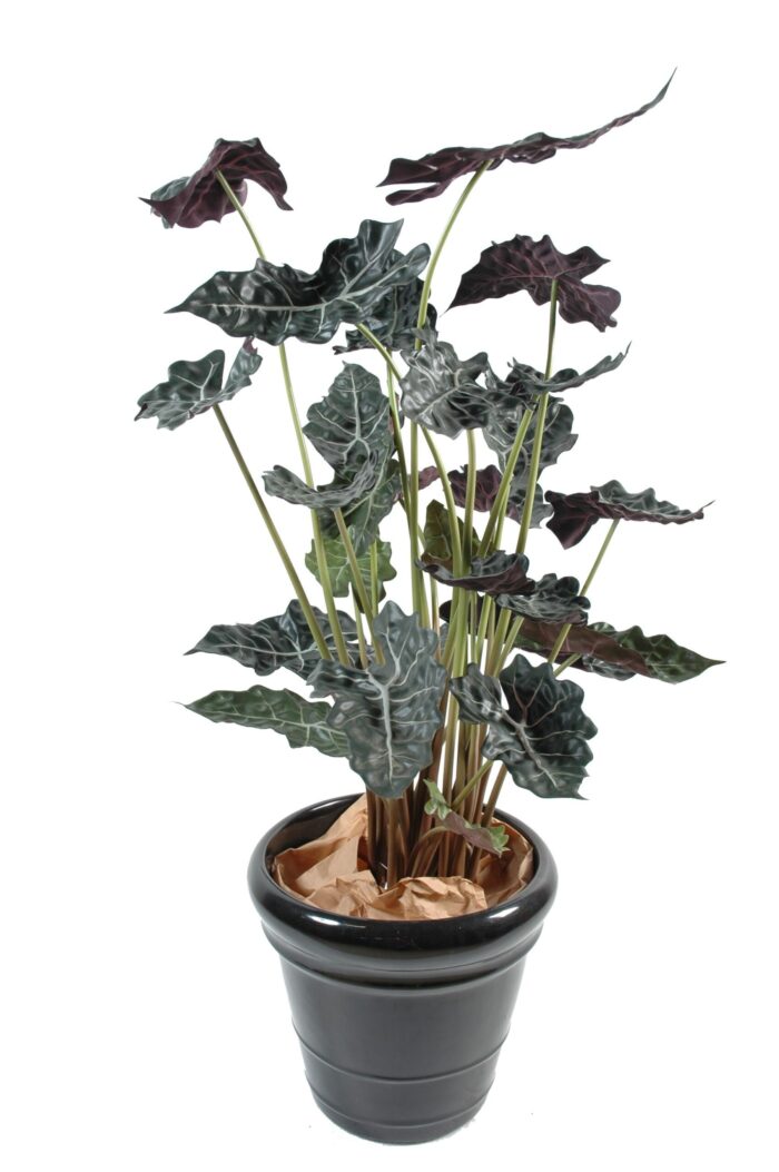 alocasia pot 1 scaled