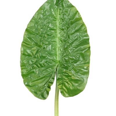 alocasia round leaf scaled