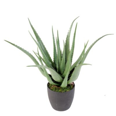 aloe 1