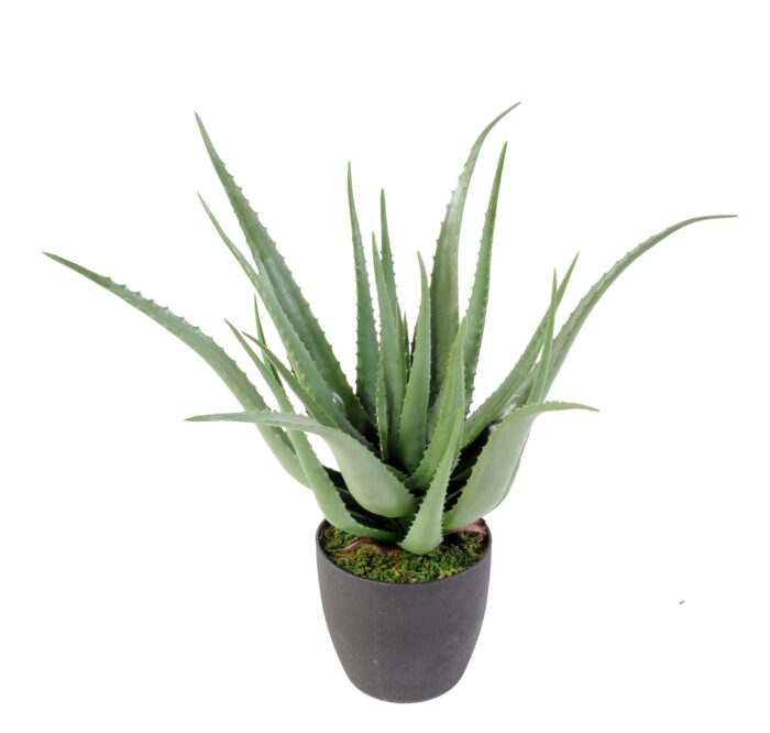 aloe 1