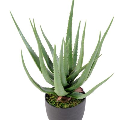 aloe