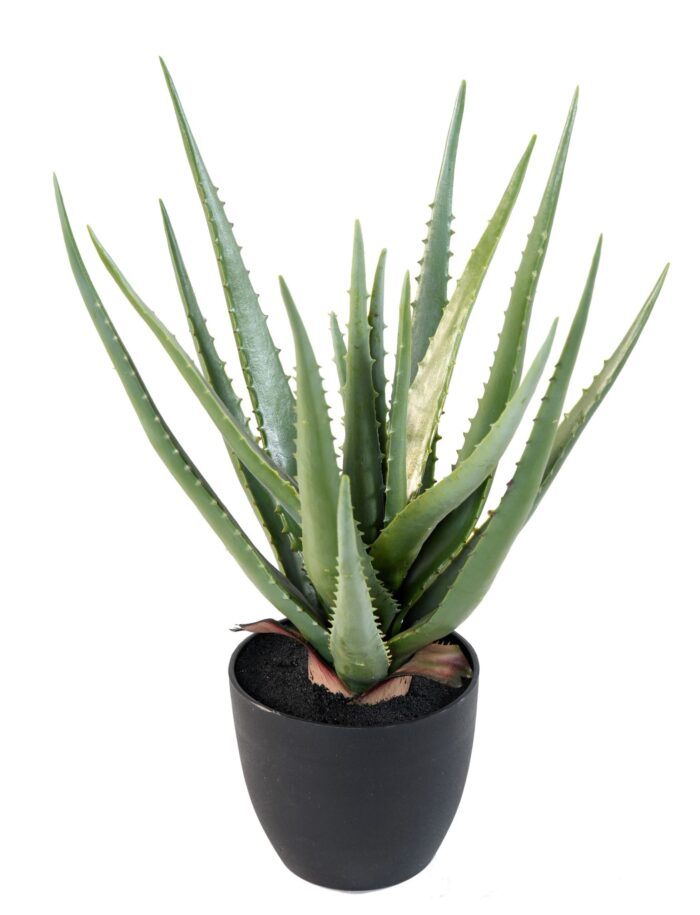 aloe 48 scaled