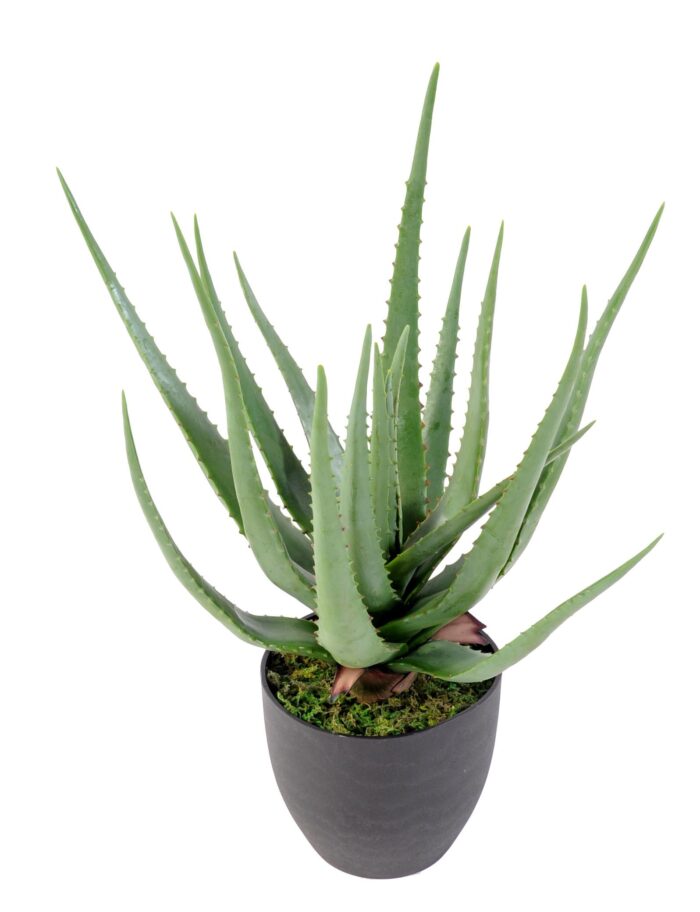 aloe